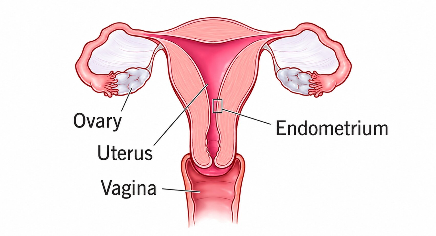 How to Increase Endometrial Thickness for IVF Success